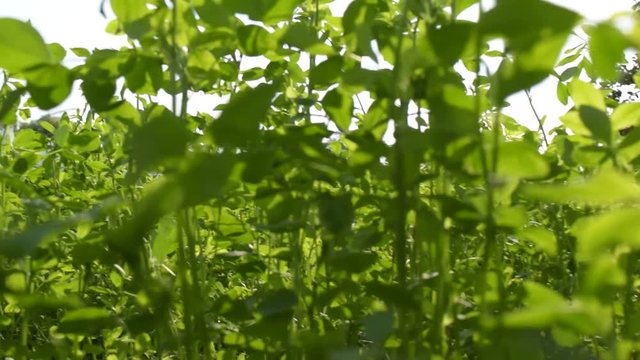 Walking through green lucerne grass like vegetation POV - personal point of view.
