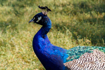 Fototapeta premium Indian peafowl or blue peafowl (Pavo cristatus)