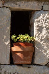 Succulent Plants in a Clay Pot - Echeveria