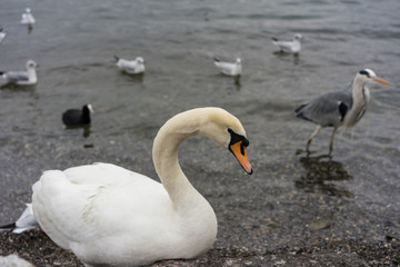 white swan on lake shore, close up view