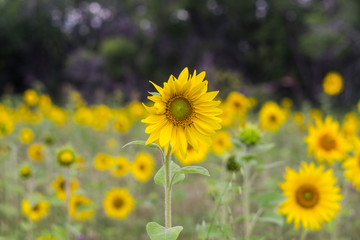 sunflower