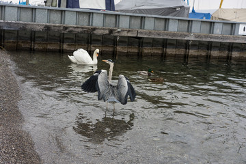 crane and swan bird in lake water