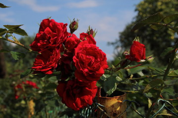 Fototapete bei efototapeten.de bestellen   