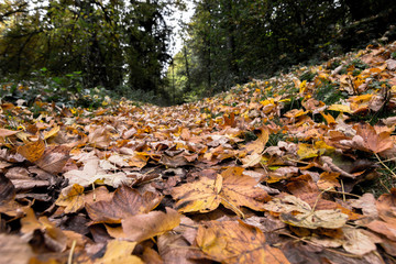 Leaves
