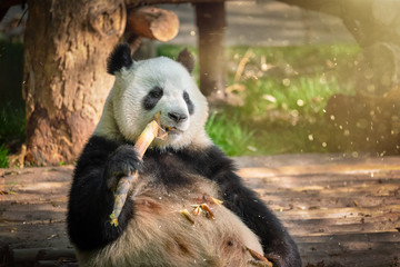 Giant panda bear in China