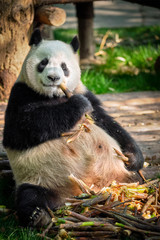 Obraz premium Giant panda bear in China