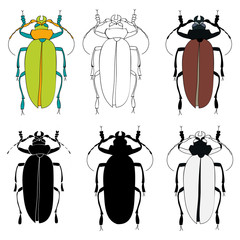 isolated, insect beetles, silhouette, sketch