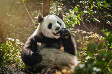 Giant panda bear in China