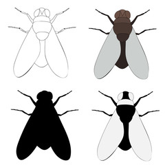 isolated, insect fly, set
