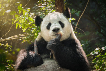 Fototapeta premium Giant panda bear in China