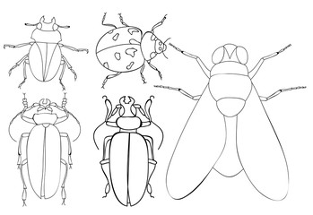 book coloring insect fly and beetles