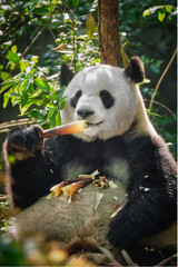 Obraz premium Giant panda bear in China