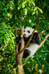 Obraz premium Giant panda bear in China