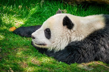 Fototapeta premium Giant panda bear in China