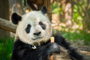 Giant panda bear in China