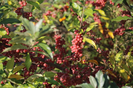 Shepherdia ) with red berries.