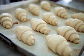 Raw shaped and proofed croissant doughs on the baking sheet in a baking tray made by pastry chef....