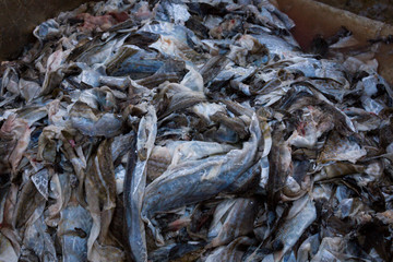 Frisch gefangener Fisch