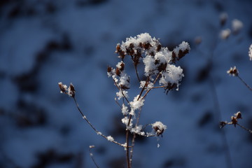 little branch in snow