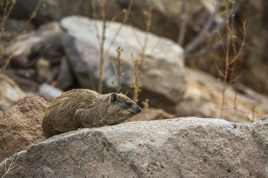 Rock hyrax in Kruger National park, South Africa ; Specie Procavia capensis family of Procaviidae