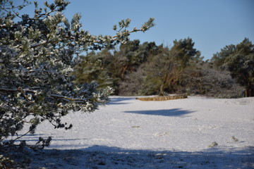 forest landscape in snow