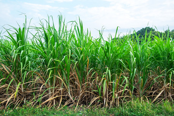Young Fresh Green Sugarcane Field in the Country Side of Thailand