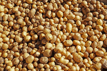 A heap of potatoes illuminated by the morning sun.  Agricultural produce.
