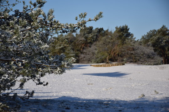 forest landscape in snow