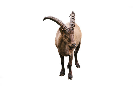 Caucasian mountain goat with huge horns isolated on white background. Wild animal.