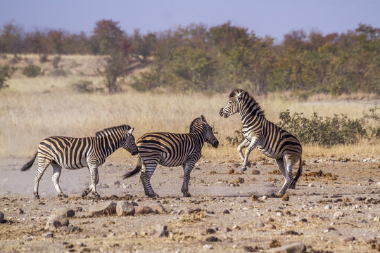 Fototapeta Plains zebra in Kruger National park, South Africa