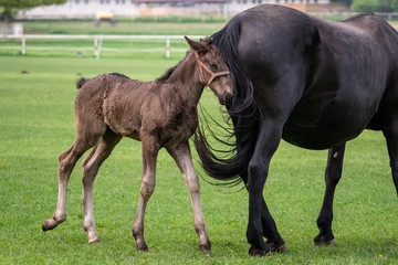 Fototapeta premium Black kladrubian horse, mare with foal
