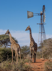 Two Giraffes
