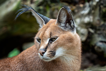Obraz premium Portrait desert cats Caracal (Caracal caracal) or African lynx with long tufted ears