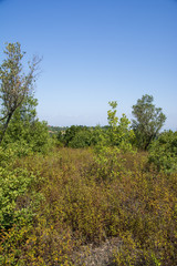 Fototapeta premium ormanlar