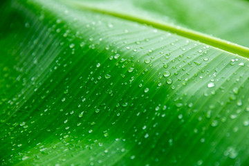 Banane palm leaf, green nature trexture background Green leaf with water droplets in the middle of the leaf.
