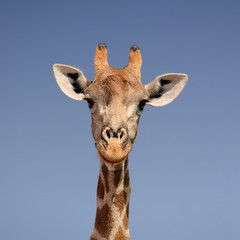 Giraffe Portrait