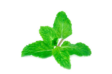 Fresh spearmint lisolated on the white background