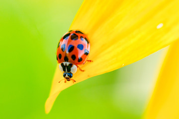Marienkäfer auf Sonnenblume
