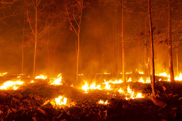 Forest fire, Wildfire.