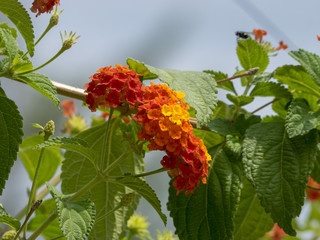 Lantana camara. Le lantanier ou camara commun, un arbuste ornemental originaire du Mexique.