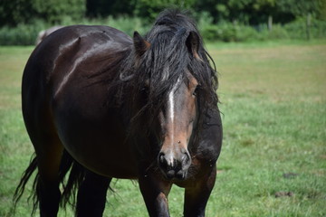 irish cob stallion