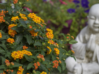 Lantana camara. Le lantanier ou camara commun, un arbuste ornemental originaire du Mexique.