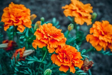 Natural background of orange flowers - Powered by Adobe