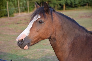 Obraz premium brown pony portrait
