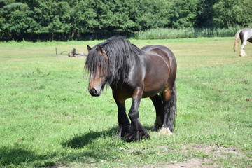 irish cob stallion in field