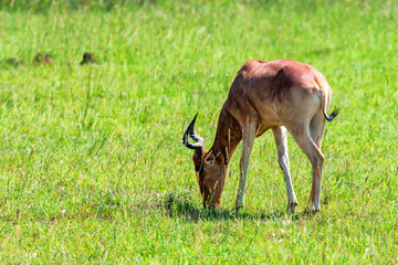 Close-up of Coke's Hartebeest or Connochaetes taurinus