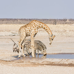 Fototapeta na wymiar Giraffe And Zebra Drinking