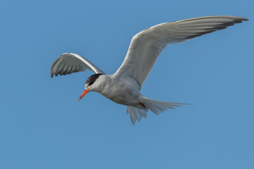 flußseeschwalbe