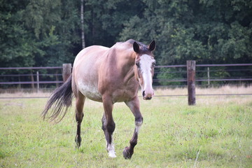 Obraz premium horse walking in field