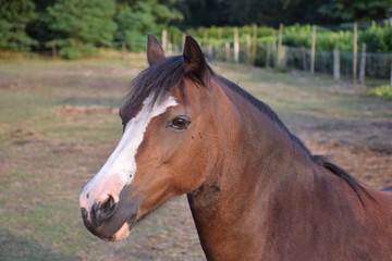 Fototapeta premium brown pony portrait